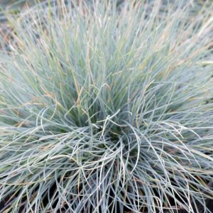 Festuca Glauca 'Blaufuchs',Blue Fescue 'Blaufuchs', Festuca Glauca Blue Fox, Festuca Glauca 'Blue Fox', Blue Fescue, drought tolerant grass, drought tolerant perennial