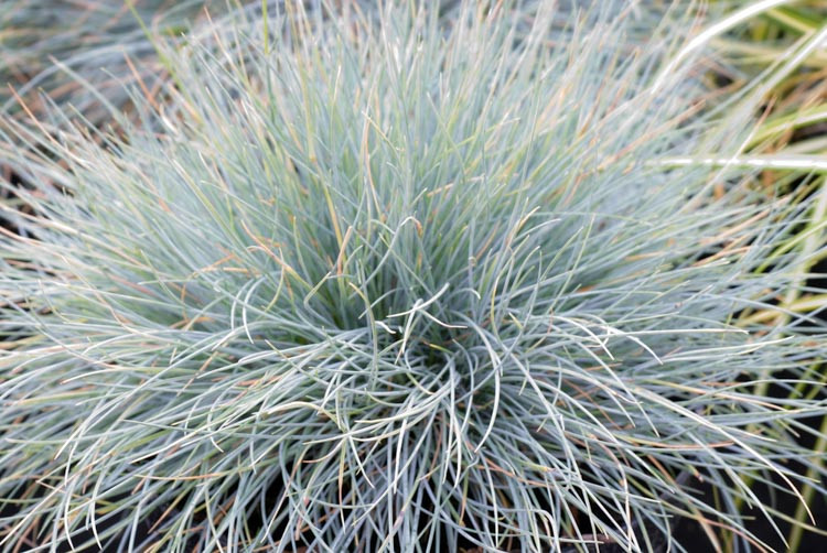 Festuca Glauca 'Blaufuchs',Blue Fescue 'Blaufuchs', Festuca Glauca Blue Fox, Festuca Glauca 'Blue Fox', Blue Fescue, drought tolerant grass, drought tolerant perennial
