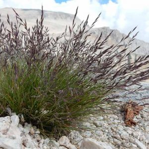 Festuca idahoensis, Blue Bunchgrass, Bunchgrass Fescue, Idaho Fescue