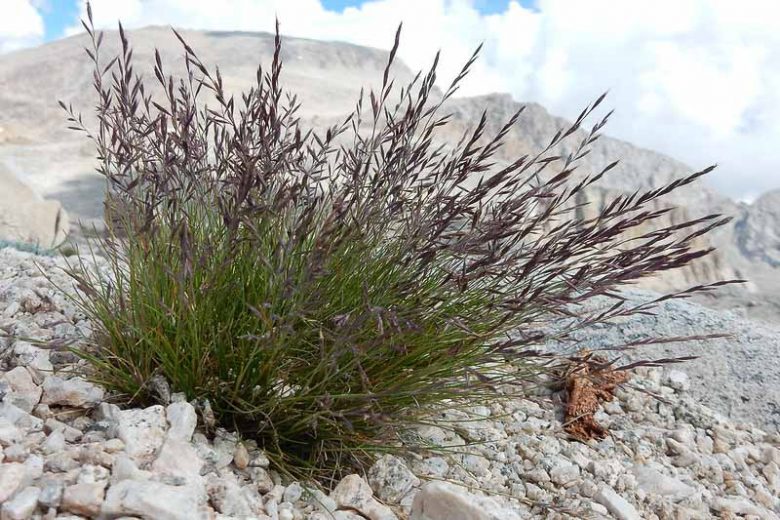 Festuca idahoensis, Blue Bunchgrass, Bunchgrass Fescue, Idaho Fescue