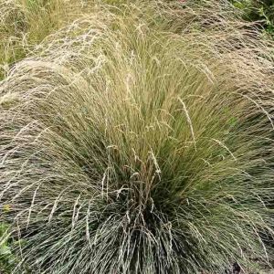 Festuca Mairei, Atlas Fescue, Evergreen Grass, Meadow Grass,