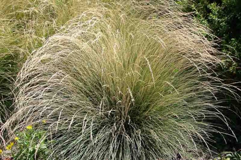 Festuca Mairei, Atlas Fescue, Evergreen Grass, Meadow Grass,