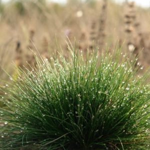 Festuca ovina, Sheep Fescue