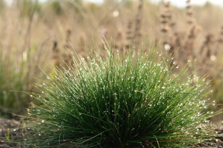 Festuca ovina, Sheep Fescue