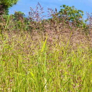 Festuca rubra, Red Fescue, Creeping Fescue Grass, Red Fescue Grass, Drought Tolerant Fescue