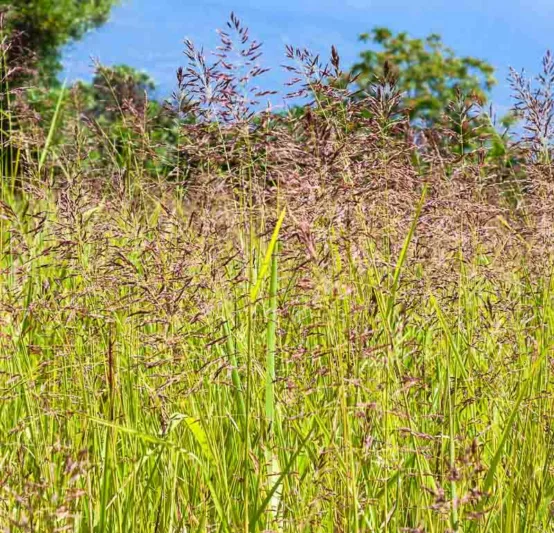 Festuca rubra, Red Fescue, Creeping Fescue Grass, Red Fescue Grass, Drought Tolerant Fescue