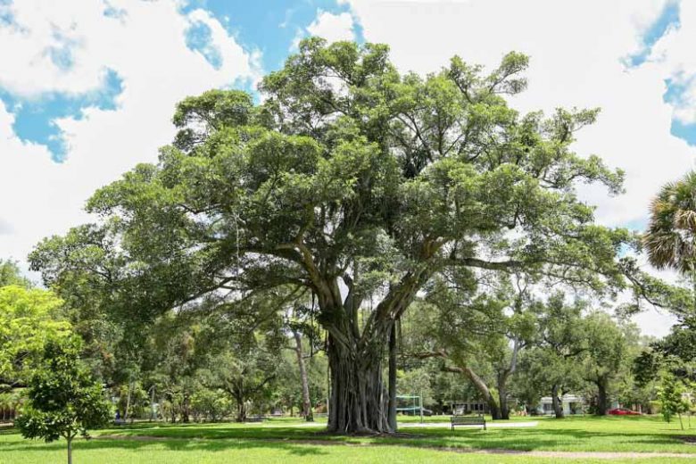 Ficus aurea, Florida Strangler Fig, Strangler Fig, Florida Native Shrub, Florida Native Tree, Evergreen Shrub, Evergreen Tree