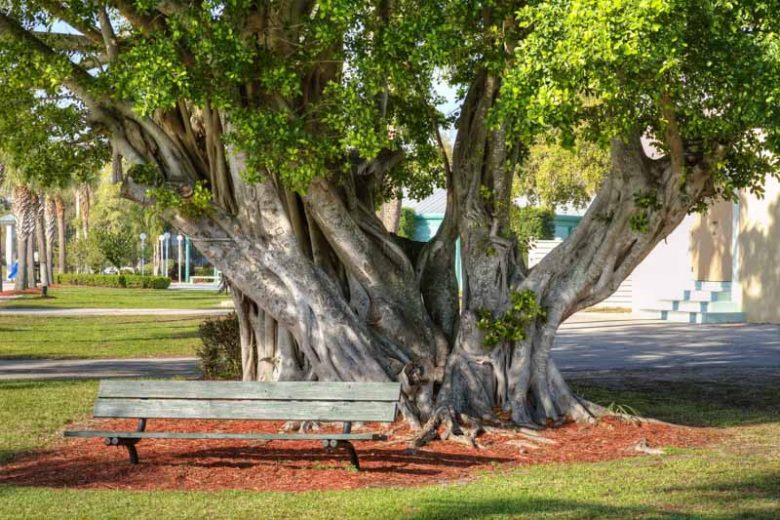 Ficus citrifolia, Wild Banyantree, Wild Banyan Tree, Shortleaf Fig, Ficus brevifolia, Ficus laevigata, Florida Native Tree, Evergreen Shrub, Evergreen Tree