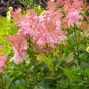 Filipendula Rubra, Queen of the Prairie, Meadowsweet, Pink Flowers