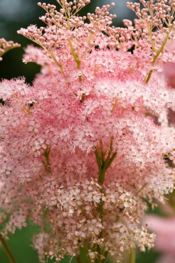 Filipendula Rubra 'Venusta', Queen of the Prairie 'Venusta', Meadowsweet 'Venusta', Filipendula Magnifica, Filipendula Rubra 'Magnifica' Filipendula Rubra 'Venusta Magnifica', Spiraea Venusta 'Magnifica', Pink Flowers
