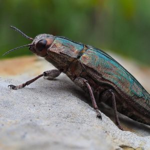 Flatheaded Borers, Metallic Wood Borers, Jewel Beetles, Buprestidae