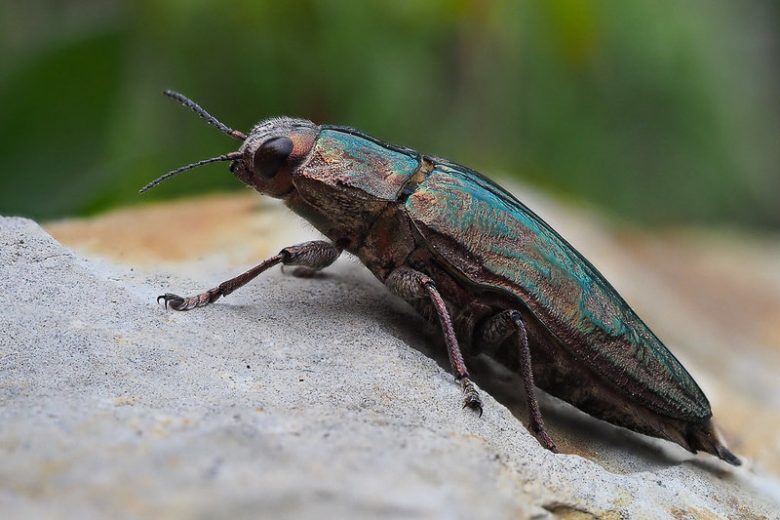 Flatheaded Borers, Metallic Wood Borers, Jewel Beetles, Buprestidae