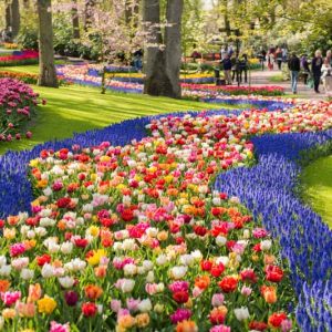 Flower Bulbs, Daffodil, Tulip, Hyacinth, Dahlia, Amaryllis, Crocus, Agapanthus, Gladiolus, Canna Lilies, Crocosmia, Muscari
