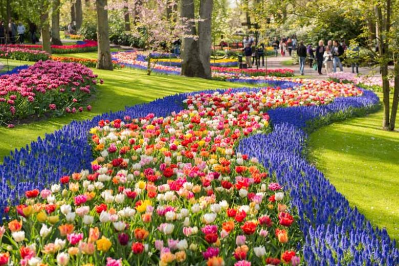 Flower Bulbs, Daffodil, Tulip, Hyacinth, Dahlia, Amaryllis, Crocus, Agapanthus, Gladiolus, Canna Lilies, Crocosmia, Muscari
