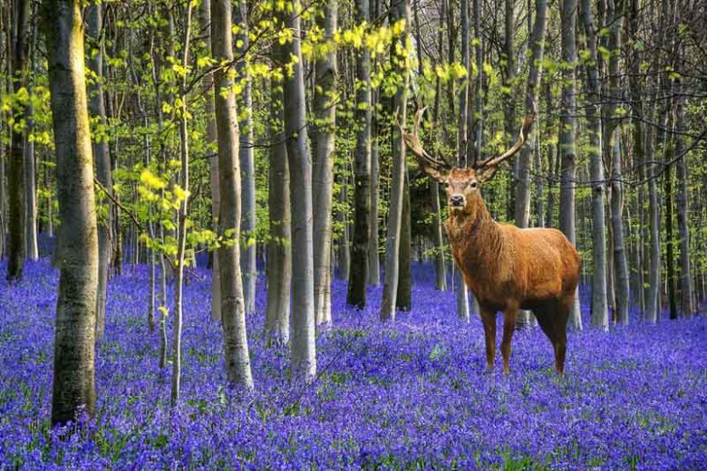 Deer-resistant plants, Deer-proof Plants, Crocus, Daffodils, Hyacinths