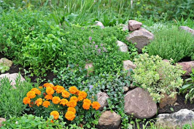 Plant Combinations, Rock Garden Ideas, Herb Garden Ideas, Summer Gardens, Marigold, Thyme, Oregano, Lavender, Periwinkle