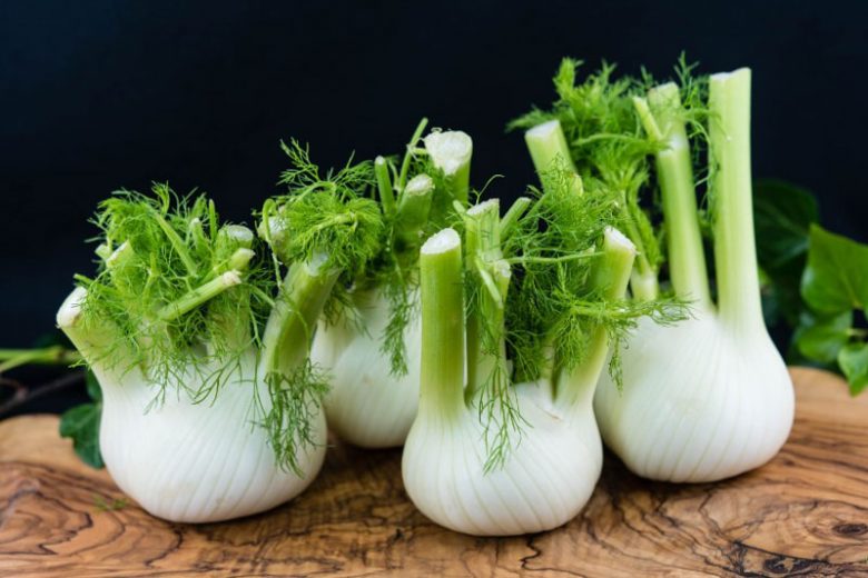 Foeniculum Vulgare, Fennel, Sweet Fennel, Fenkell, Finckle, Finkel, Common Fennel