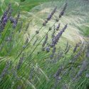 Garden Ideas, Landscape Design,  Full Sun herbaceous border, Lavandula x intermedia Grosso, Lavandin Grosso, Fat Spike Lavender Grosso, Stipa Tenuissima, Mexican feather grass