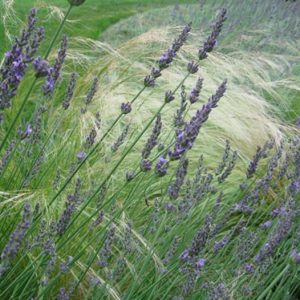 Garden Ideas, Landscape Design,  Full Sun herbaceous border, Lavandula x intermedia Grosso, Lavandin Grosso, Fat Spike Lavender Grosso, Stipa Tenuissima, Mexican feather grass