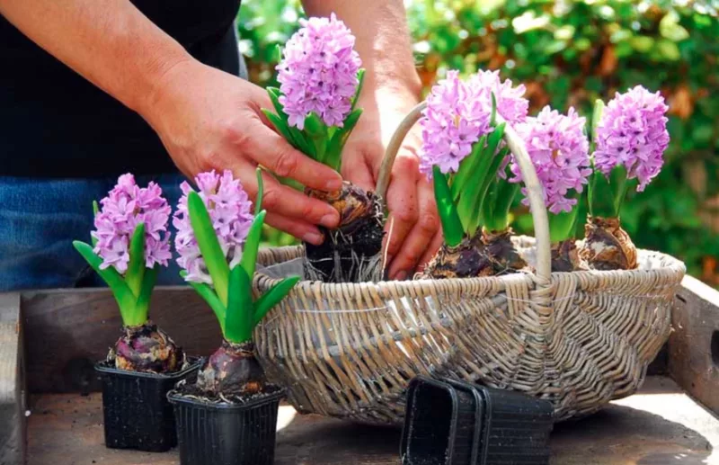 Hyacinth, Hyacinths, Dutch Hyacinth, Forcing Hyacinths, Common Hyacinth, Hyacinthus orientalis, Spring Bulbs, Spring Flowers