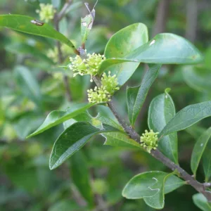Forestiera segregata, Florida Swampprivet, Florida Privet,  Evergreen Shrub, Evergreen Tree, Native Shrub, NativeTree, Yellow flowers, Black Berries