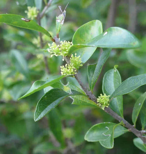 Forestiera segregata, Florida Swampprivet, Florida Privet,  Evergreen Shrub, Evergreen Tree, Native Shrub, NativeTree, Yellow flowers, Black Berries