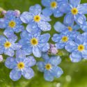 Forget-me-not, Forget-me-not flower, forget me not flowers, Myosotis, Wood Forget-me-not, Water Forget-me-not, Alpine Forget-me-not