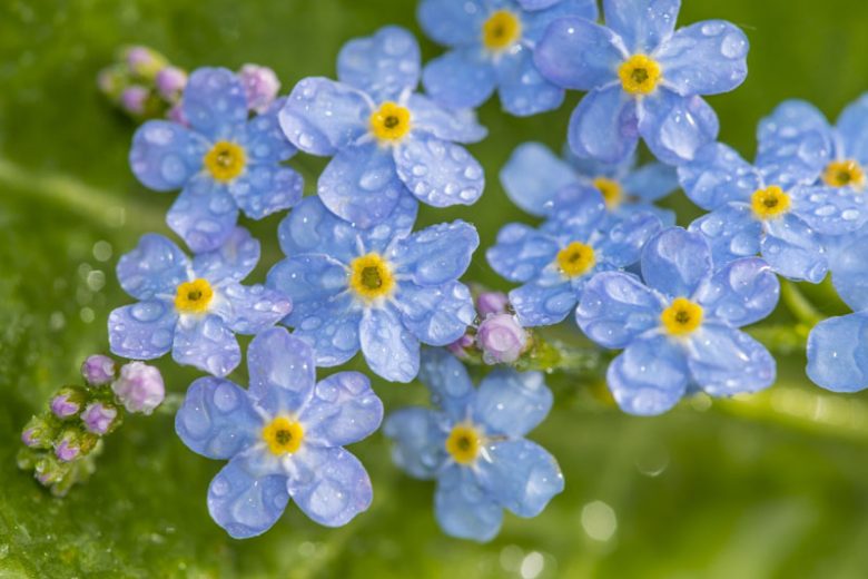 Forget-me-not, Forget-me-not flower, forget me not flowers, Myosotis, Wood Forget-me-not, Water Forget-me-not, Alpine Forget-me-not