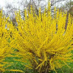 Forsythia x intermedia 'Lynwood Variety', Forsythia x intermedia 'Lynwood Variety', Forsythia × intermedia 'Lynwood', Forsythia × intermedia 'Lynwood Gold', Forsythia 'Lynwood Gold', Yellow Flowers,  Winter Flowers, Early spring flowers, flowering shrubs, hardy shrubs