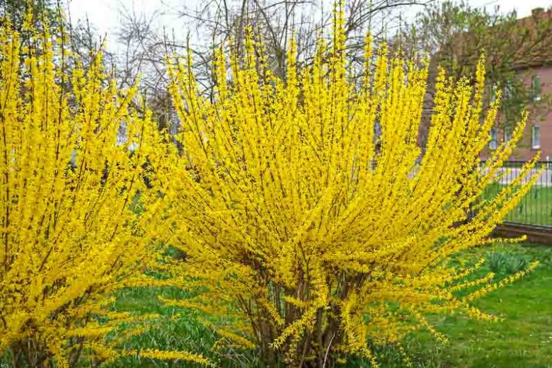 Forsythia x intermedia 'Lynwood Variety', Forsythia x intermedia 'Lynwood Variety', Forsythia × intermedia 'Lynwood', Forsythia × intermedia 'Lynwood Gold', Forsythia 'Lynwood Gold', Yellow Flowers,  Winter Flowers, Early spring flowers, flowering shrubs, hardy shrubs