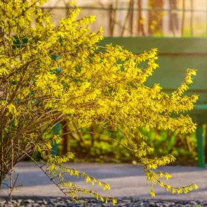 Forsythia ovata, Korean Forsythia, Early Forsythia, Yellow Flowers,  Winter Flowers, Early spring flowers, flowering shrubs, hardy shrubs