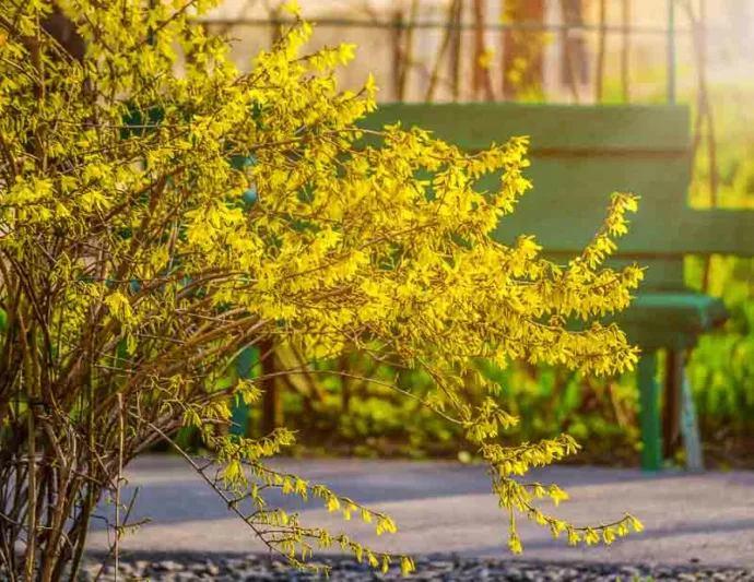 Forsythia ovata, Korean Forsythia, Early Forsythia, Yellow Flowers,  Winter Flowers, Early spring flowers, flowering shrubs, hardy shrubs