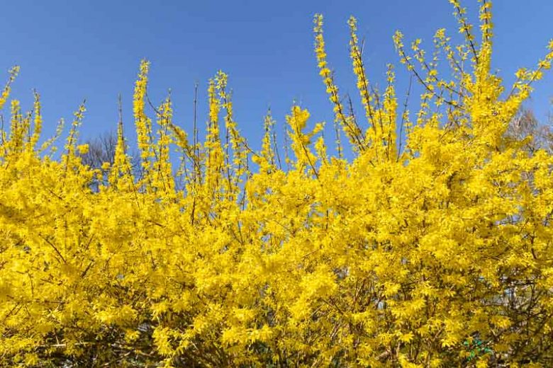 Forsythia suspensa, Weeping Forsythia, Yellow Flowers,  Winter Flowers, Early spring flowers, flowering shrubs, hardy shrubs