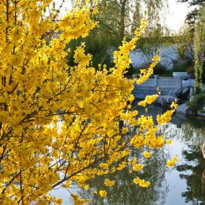 Forsythia x intermedia, Border Forsythia, Common Forsythia, Yellow Flowers,  Winter Flowers, Early spring flowers, flowering shrubs, hardy shrubs