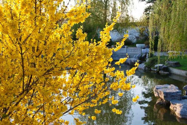 Forsythia x intermedia, Border Forsythia, Common Forsythia, Yellow Flowers,  Winter Flowers, Early spring flowers, flowering shrubs, hardy shrubs