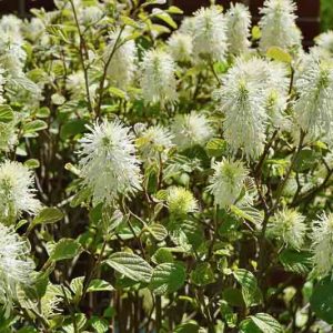 Fothergilla Gardenii, Dwarf Fothergilla, Coastal Fothergilla, Dwarf Alder, Witch Alder, Fragrant shrub, Fall color