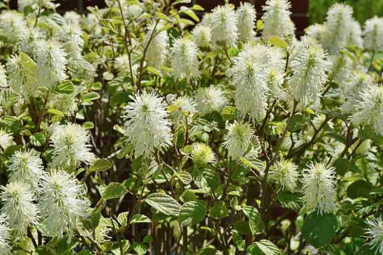 Fothergilla Gardenii, Dwarf Fothergilla, Coastal Fothergilla, Dwarf Alder, Witch Alder, Fragrant shrub, Fall color