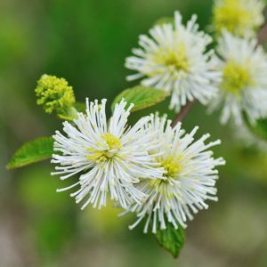 Fothergilla x intermedia 'Mount Airy', Fothergilla 'Mount Airy', Fothergilla gardenii 'Mount Airy', Fothergilla 'Mount Airy'