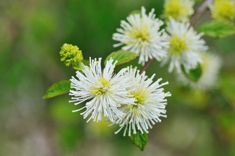 Fothergilla x intermedia 'Mount Airy', Fothergilla 'Mount Airy', Fothergilla gardenii 'Mount Airy', Fothergilla 'Mount Airy'