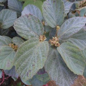 Fothergilla x intermedia 'Blue Shadow', Fothergilla 'Blue Shadow, Fothergilla gardenii 'Blue Shadow', Fothergilla 'Blue Shadow'