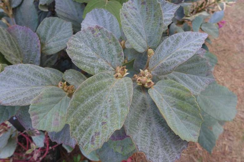 Fothergilla x intermedia 'Blue Shadow', Fothergilla 'Blue Shadow, Fothergilla gardenii 'Blue Shadow', Fothergilla 'Blue Shadow'