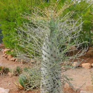 Fouquieria columnaris, Boojum Tree, Cirio,  Desert Shrub, Mediterranean shrubs, Evergreen Shrubs, Red flowers,  drought tolerant flowers