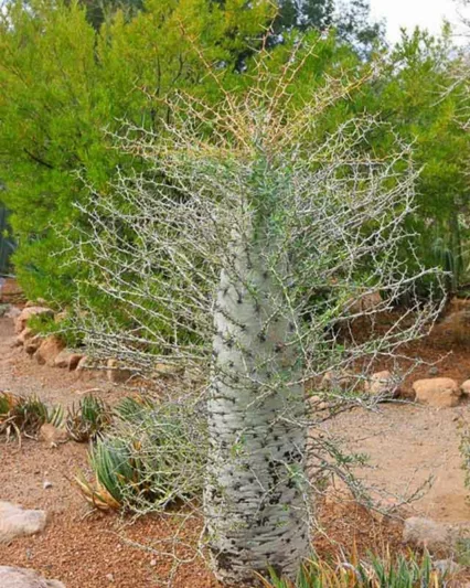 Fouquieria columnaris, Boojum Tree, Cirio,  Desert Shrub, Mediterranean shrubs, Evergreen Shrubs, Red flowers,  drought tolerant flowers