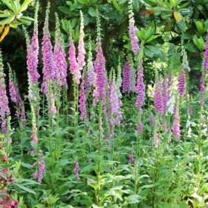Foxglove, Digitalis purpurea, Digitalis grandiflora, Digitalis lutea, Digitalis lutea, Digitalis parviflora, Digitalis x mertonensis, Digitalis x mertonensis