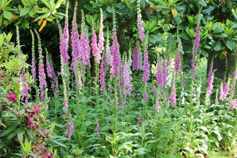 Foxglove, Digitalis purpurea, Digitalis grandiflora, Digitalis lutea, Digitalis lutea, Digitalis parviflora, Digitalis x mertonensis, Digitalis x mertonensis