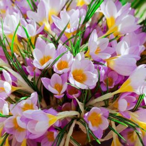 Crocus, fragrant crocus, scented crocus, Fragrant Spring Bulbs,  Crocus chrysanthus, Crocus siberi, Snow Crocus, Early Crocus