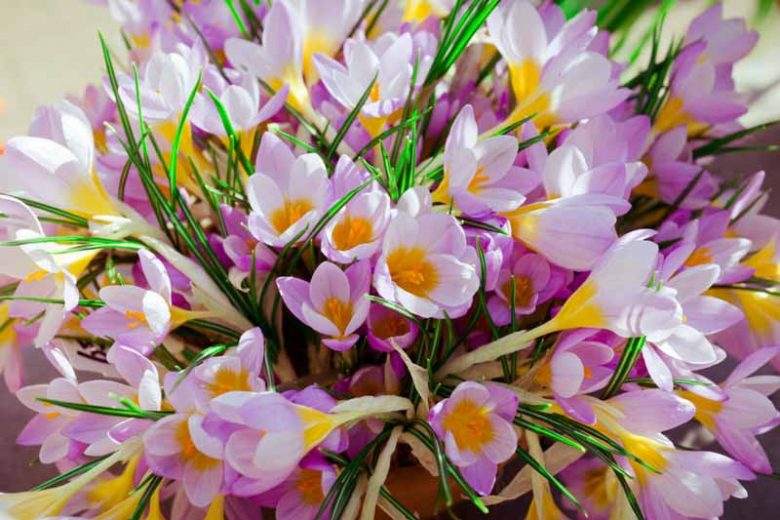 Crocus, fragrant crocus, scented crocus, Fragrant Spring Bulbs,  Crocus chrysanthus, Crocus siberi, Snow Crocus, Early Crocus