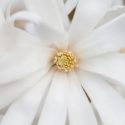Mid-Atlantic, Mid-Atlantic garden, Best Trees,Trees for Mid-Atlantic, Great Trees, TopTrees, Mid-Atlantic region, Mid-Atlantic garden, Best shrubs for Mid-Atlantic, shrubs for Mid-Atlantic