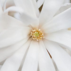 Mid-Atlantic, Mid-Atlantic garden, Best Trees,Trees for Mid-Atlantic, Great Trees, TopTrees, Mid-Atlantic region, Mid-Atlantic garden, Best shrubs for Mid-Atlantic, shrubs for Mid-Atlantic