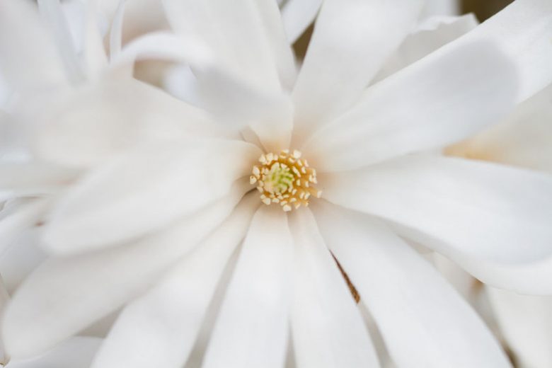 Mid-Atlantic, Mid-Atlantic garden, Best Trees,Trees for Mid-Atlantic, Great Trees, TopTrees, Mid-Atlantic region, Mid-Atlantic garden, Best shrubs for Mid-Atlantic, shrubs for Mid-Atlantic